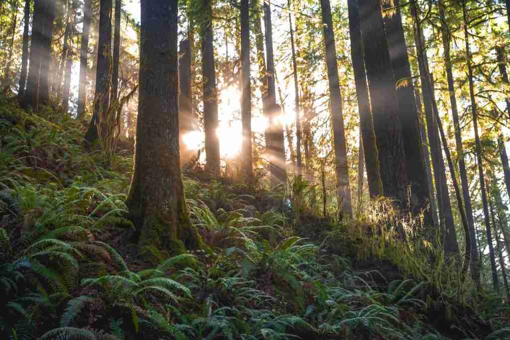 blockchain en conservación de bosques