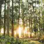 Blockchain Revolution in Forest Tenure and Conservation