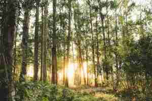 Lee más sobre el artículo La revolución blockchain en la propiedad y conservación de bosques